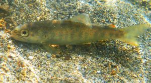 Truite commune Fario