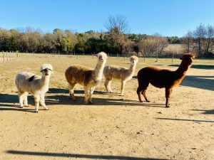 Ferme d&rsquo;Idefix