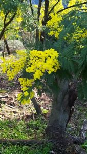 Mimosa