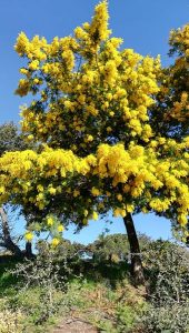 Mimosa Tanneron