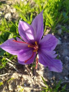 Provence Service Truffe 1