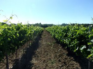 Le Jas du Bel Argent 4