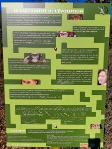 Labyrinthe de l’évolution