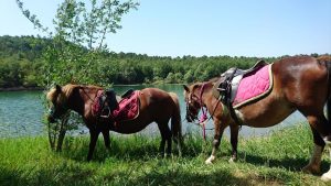 stage à poney pour enfant montauroux