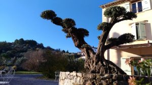 L’Escale Provençale – Olivier terrasse