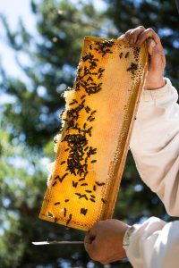 miel de lavandes -Vincent Laget