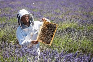 dans les champs de lavande – Vincent laget