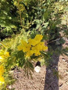 Balade mimosa