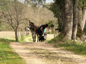 Randonnée pédestre avec ânes ou lamas_Seillans