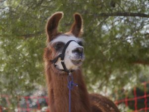 Randonnée pédestre avec ânes ou lamas_Seillans