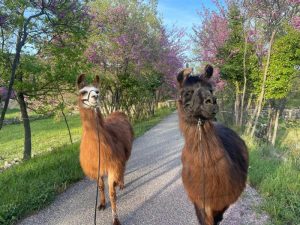 Randonnée pédestre avec ânes ou lamas_Seillans
