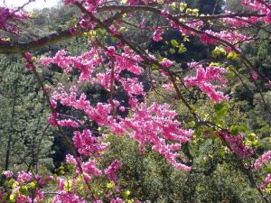 Le Var, la Semaine Nature en Pays de Fayence_Fayence