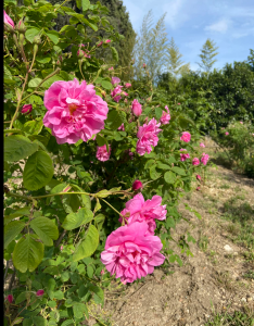 Domaine Viticole Le Clos Notre Dame_Fayence