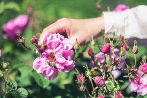 Domaine viticole Le Mas Ricardenque_Callian