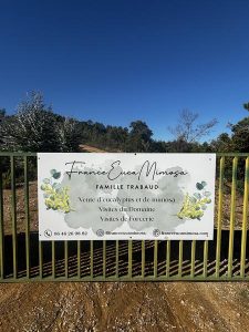 FranceEucaMimosa_Tanneron