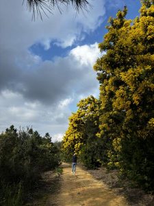 FranceEucaMimosa_Tanneron