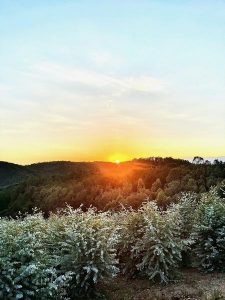 FranceEucaMimosa_Tanneron