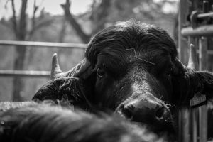 vivaldi male reproducteur