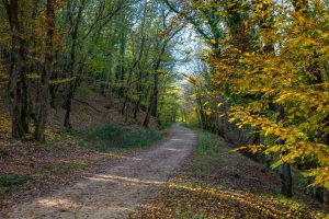 Promenade : La Forêt Royale – Saint-Paul-en-Forêt_Saint-Paul-en-Forêt