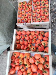 Felix Paysan_Callian