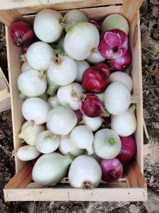 Felix Paysan_Callian