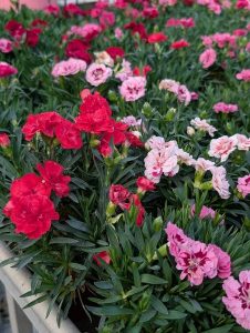 Les Serres de La Camandre_Fayence