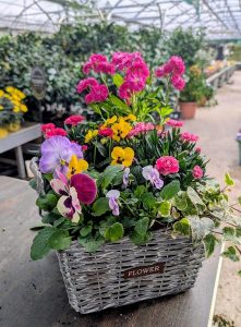 Les Serres de La Camandre_Fayence