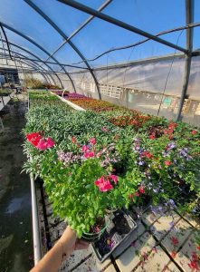 Les Serres de La Camandre_Fayence