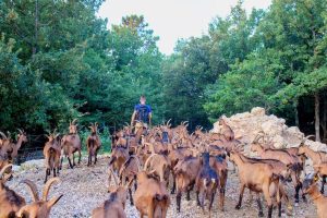 La Chèvrerie Monsoise_Mons