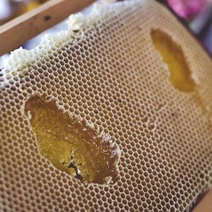 Miellerie Monsoise Barbaroux_Mons