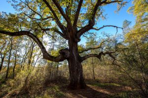 GR®49 Sentier de Grande Randonnée_Montauroux