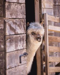 La Ferme d&rsquo;Idéfix_Bagnols-en-Forêt