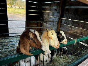 La Ferme d&rsquo;Idéfix_Bagnols-en-Forêt