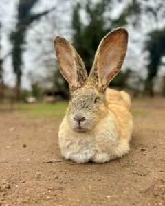 La Ferme d&rsquo;Idéfix_Bagnols-en-Forêt