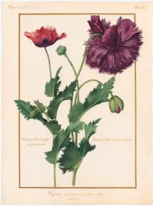 Conférence: La Beauté des Plantes_Tourrettes