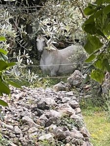 Stage Bien Etre Equin & Humain_Mons
