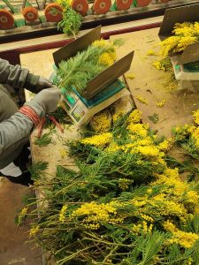 Le doux parfum du mimosa_Tanneron