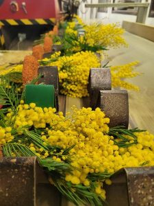 Le doux parfum du mimosa_Tanneron