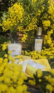 Le doux parfum du mimosa_Tanneron