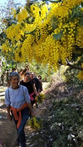 Randonnée mimosa privée à Tanneron_Tanneron