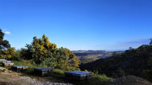 Randonnée mimosa privée à Tanneron_Tanneron