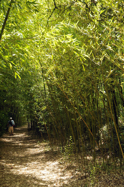 les bambous du Mandarin