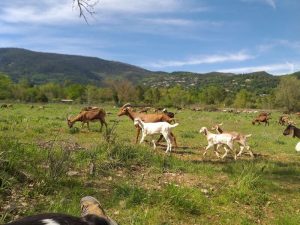 Chèvres La Fermes de Cairns