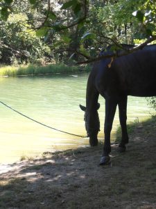 Balade demi-journée « Vue mer et montagne »