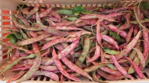 La Ferme Constantin 4